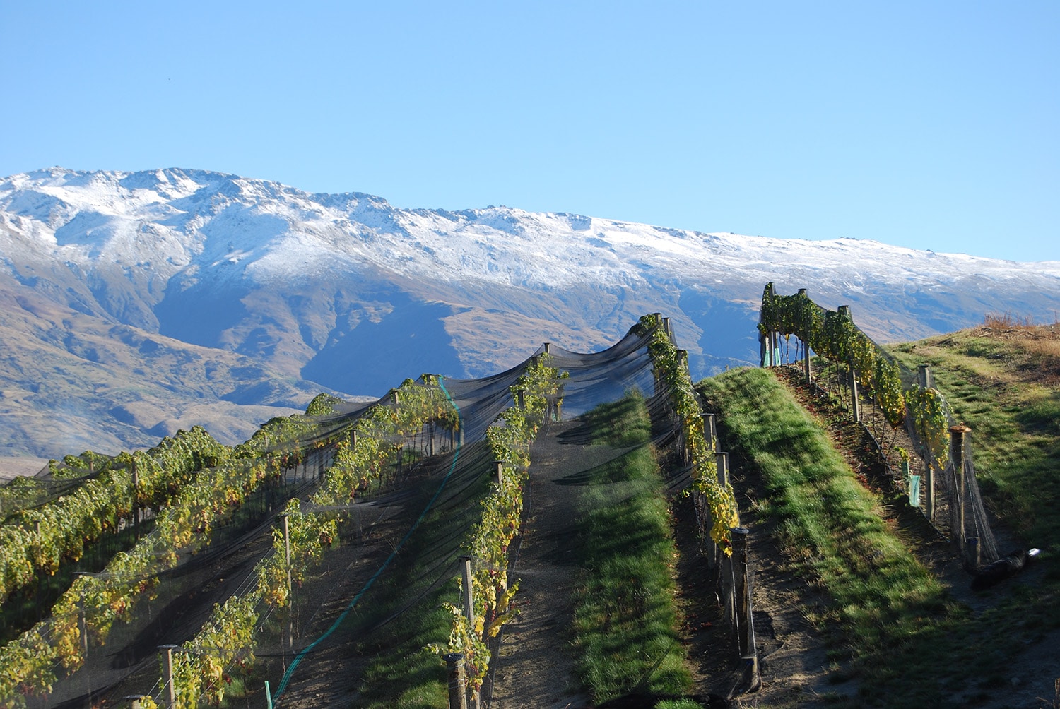 Misha's Vineyard, Central Otago, NZ